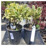 2 Lots 1 ea Silver Quen Euonymus