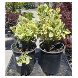 2  Silver Queen Euonymus