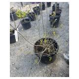 RHODODENDRON  Mountaineer approximately 4 1/2