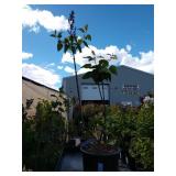 Sarah sands lilac and one