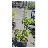 One Little Leaf Linden