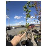 Tree approximately 8 foot tall