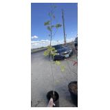 Maple tree, Rocky Mountain. Approximately 6 foot.