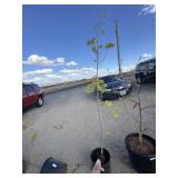 Maple tree, Rocky Mountain. Approximately 6 foot.