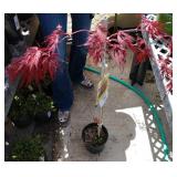 One Japanese maple tree