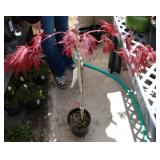 Japanese maple tree