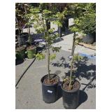 2  Radiant Japanese Maple
