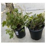 2 Foamflower (Tiarella cordifolia) 1 Gallon ea