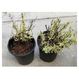 2 Dwarf Bush Honeysuckle 1 Gallon