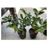 2 Compact English Laurel 1 Gallon ea