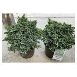 2 Blue Star Juniper Highest 1 Gallon ea