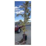 Maple tree approximately 7 foot tall