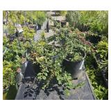 2 barberry, cotton eaters