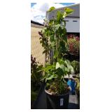 Lilac approximately 3 ft tall