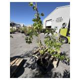 Autumn blaze PYRUS tree approx 6 ft