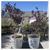 1 Weigela "Wine & Roses"