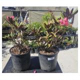 2 Lots 1ea Rhododendron 2 Gallon
