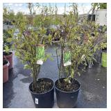 2 Merlot Highest Bidder