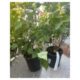 2  Miss Kim dwarf lilac