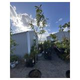 Royal and cherry tree between seven and 8 foot