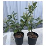 2 compact English laurels.