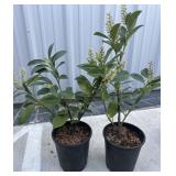 2 compact English laurels.