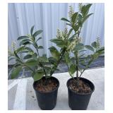 2 compact English laurels.