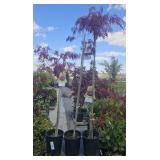 3  Crimson Queen Japanese Maple