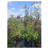 2  -2 Gallon Roughleaf Dogwood