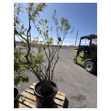 Blue crop blueberry tree approximately 6 foot