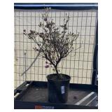 Purple splendor azalea