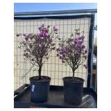 2 Purples splendor azalea
