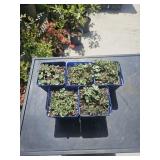 5 Sedum hybrid sun sparkle lime zinger