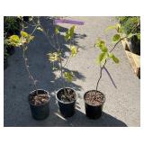 3 Different Ones, fragrance, snowball, Chinese dog