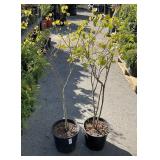 2  dogwood Aprox 3 ft