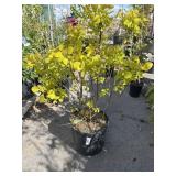 BERBERIS, golden barberry