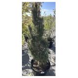 PINUS IGRA Frank tree