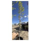 Armstrong red maple tree approximately 10 to 12