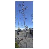 Crimson King Norway Maple approximately 10 to 12