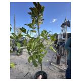 Tree approximately 6 foot tall