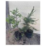 2 pine trees, approximately 3 foot tall.