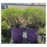 2 Lots 1ea  Cobalt n gold