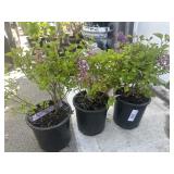 3 Josee dwarf Pink reblooming lilac