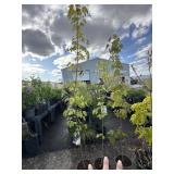 3. Norway Maple trees approximately 5 to 6 foot