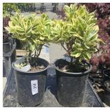 2  Silver Quen Euonymus