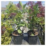 2  Compact English Laurel