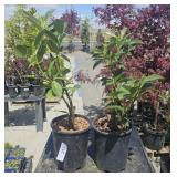 2  Compact English Laurel