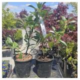 2  Compact English Laurel