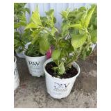 2 summer crush hydrangeasHigh Bidder Will be