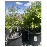 3 Josee dwarf Pink, reblooming lilac